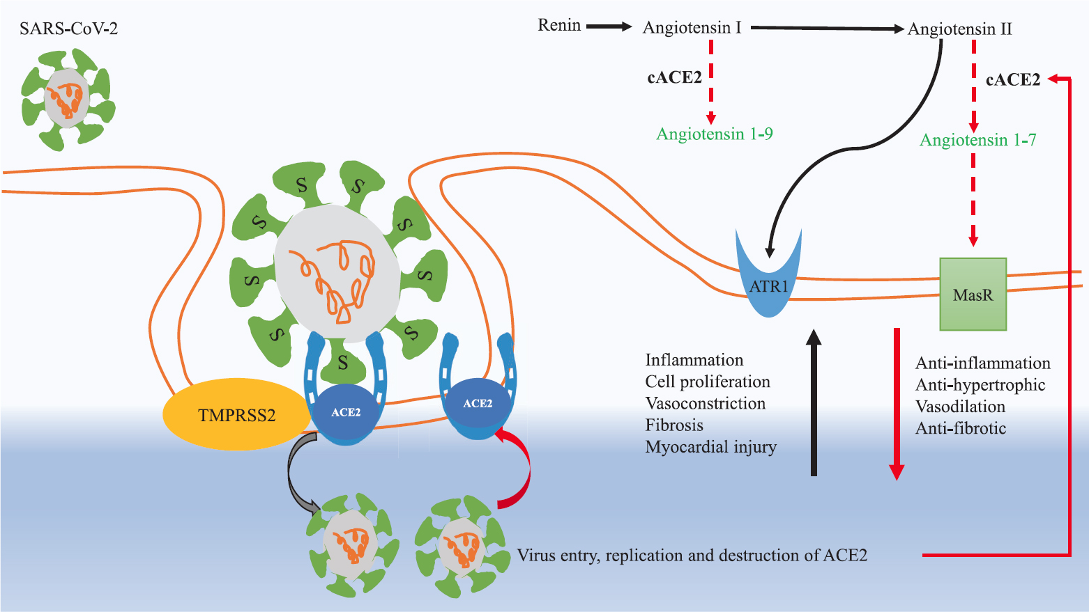 Pathogenesis of SARS-CoV-2 in COVID-19.The S1 subunit of spike S protein on the virus surface engages with membrane-bound cellular receptor carboxypeptidase ACE2 present over the cell membrane of lung epithelial cells (pulmonary alveolar type II cells), and S2 subunit stalk helps in cell fusion. TMPRSS2 protease aids in the attachment of ACE2 with virus S protein. After entry inside the cell, the virus replicates and destroys ACE2. The decrease in ACE2 (transmembranous and circulatory) perpetuates the RAAS pathway. Increase in angiotensin II levels in COVID-19 causes widespread injury by activation of ATR1 receptors. Activation of ATR1 causes vasoconstriction, inflammation, endothelial dysfunction, acute lung injury and myocardial injury. The physiological function of ACE2 is to degrade angiotensin II to angiotensin 1-7, and angiotensin I to angiotensin 1-9. Angiotensin 1-7 acts on MasR receptors on cell membranes, and has vasodilatory and antifibrotic effects. Black arrows represent upregulation and red arrows represent downregulation in COVID-19. ACE2, angiotensin-converting enzyme 2; ATR1, angiotensin II receptor 1; cACE2, circulatory angiotensin-converting enzyme 2; MasR, mitochondrial assembly receptor; RAAS, rennin-angiotensin-aldosterone system; TMPRSS2, transmembrane protease serine 2. Source: Refs 171819.