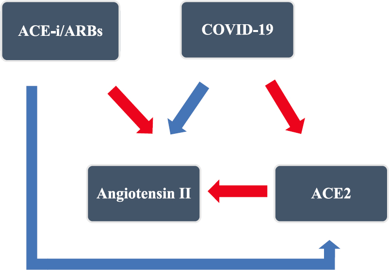Complex interaction of ACE-i/ARBs and COVID-19. In COVID-19, the virus downregulates ACE2, which acts as a receptor of SARS-CoV-2. The physiological function of ACE2 is to catalyze angiotensin II to angiotensin 1-7, and acts like a gatekeeper of the RAAS pathway. This leads to angiotensin surge in COVID-19. The ACE-i/ARBs inhibit RAAS pathway and upregulate the ACE2 level. Red arrows represent downregulation and blue arrows represent upregulation. ACE-i, angiotensin-converting enzyme inhibitors; ARBs, angiotensin receptor blockers.