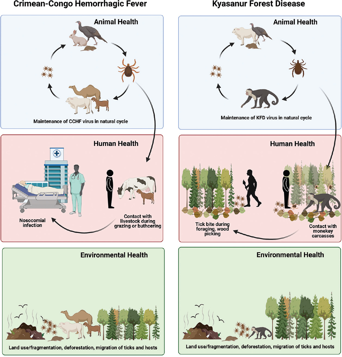 Concept of One Health: Prevention and control of CCHF and KFD based on a multidimensional approach including human, animal and environmental factors. Source: Created by BioRender.com.