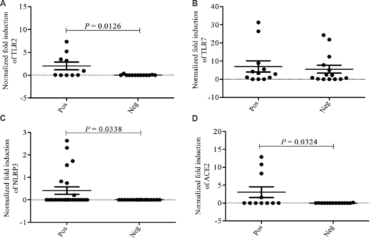 Differential expression of innate immune response genes in nasopharyngeal (NP) cells of SARS-CoV-2 infected and uninfected patients. Comparisons for mRNA expression of (A) TLR2: between SARS-CoV-2 positive group (n=10) versus negative control group (n=13) (P=0.0126), (B) TLR7: between SARS-CoV-2 positive group (n=12) versus negative control group (n=14), (C) NLRP3: between SARS-CoV-2 positive group (n=24) versus negative control group (n=18) (P=0.0338), (D) ACE2: between SARS-CoV-2 positive group (n=11) versus negative control group (n=14) (P=0.0324). TLR, toll-like receptors; NLRP3, NLR Family pyrin domain containing 3; ACE2, angiotensin-converting enzyme 2.