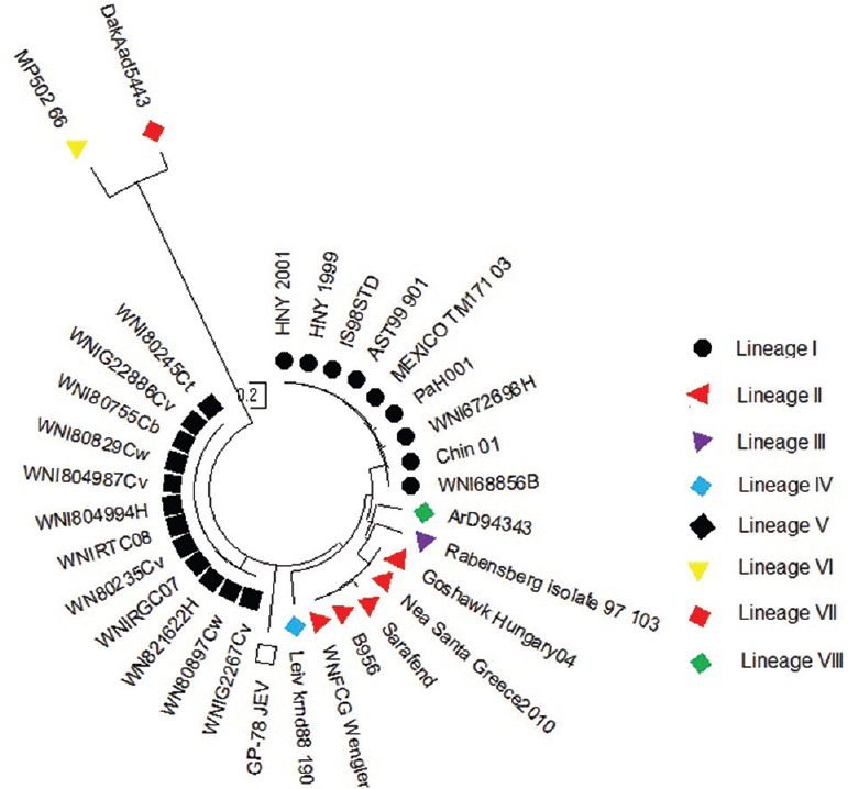 Molecular phylogenetic analysis of West Nile virus lineages by Maximum Likelihood method (timetree): The tree was generated using the RelTime method. Relative divergence times for all branching points in the topology were calculated based on the General Time Reversible model. A discrete Gamma distribution was used to model evolutionary rate differences among sites [5 categories (+G, parameter=1.8515)]. The rate variation model allowed for some sites to be evolutionarily invariable [(+I), 7.0510% sites]. The tree is drawn to scale, with branch lengths measured in the relative number of substitutions per site. Evolutionary analyses were conducted in MEGA6 (Pennsylvania State University, PA, USA) with JEV strain GP-78 as an outgroup.