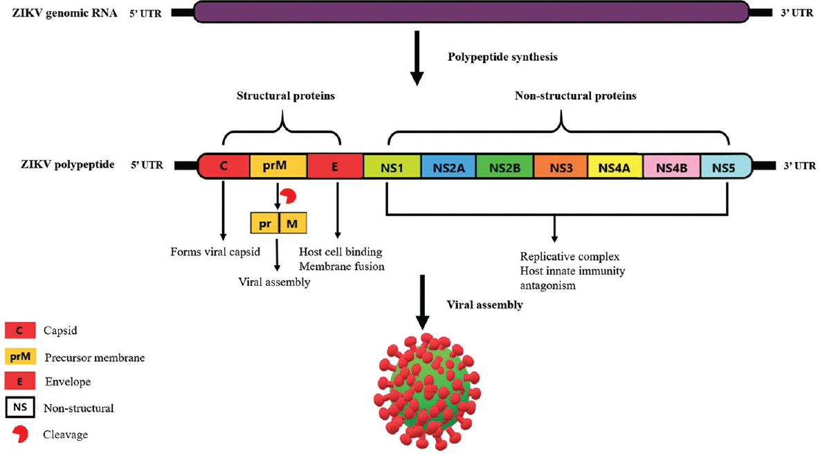 Genetic organization of Zika virus.