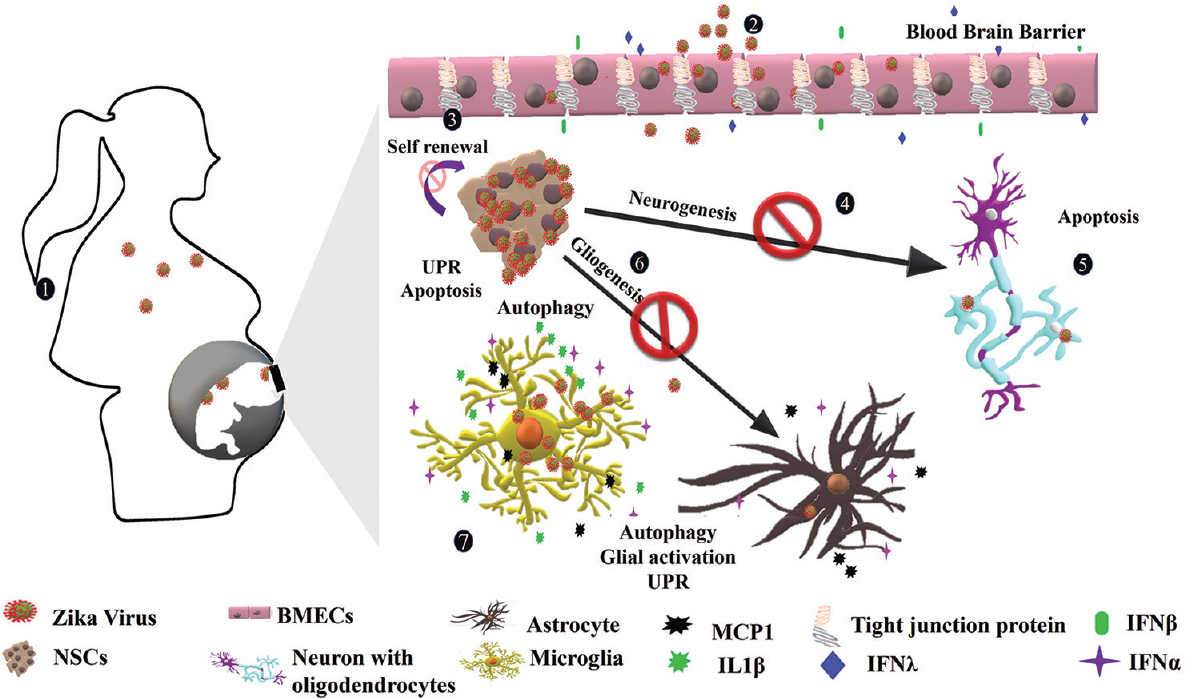 Vertical transmission and congenital Zika Syndrome: (1) ZIKV is spread from bite of mosquitoes and potentially crosses placental barrier and infects developing brain cells of the foetus. (2) ZIKV infects BMECs that form the blood–brain barrier. The BMECs release interferon β (IFNβ), IFN λ and other interferon-stimulated genes leading to the disruption of blood–brain barrier. (3) The virus infects NSCs, the primary cell type in the developing brain and induce apoptosis, UPR and alter self-renewal of NSCs. (4) Infected NSCs have altered neurogenesis and differentiating NSCs enter apoptosis in the presence of ZIKV or its proteins. (5) Zika virus also infects oligodendrocytes and mature neurons but with low propensity. (6) Infected astrocytes release MCP1 and IFN α in response to ZIKV. The virus also induces UPR and autophagy in astrocytes. (7) Microglial cells infected with ZIKV respond robustly to release various cytokines and chemokines such as IFN α, IL-6, MCP1, TNFα, IL-1β, IL 8, MIP-1α and inducible nitric oxide synthase (iNOS). The release of various inflammatory and proinflammatory molecules from astrocytes and ZIKV suggests a severe inflammatory scenario in the developing brain.