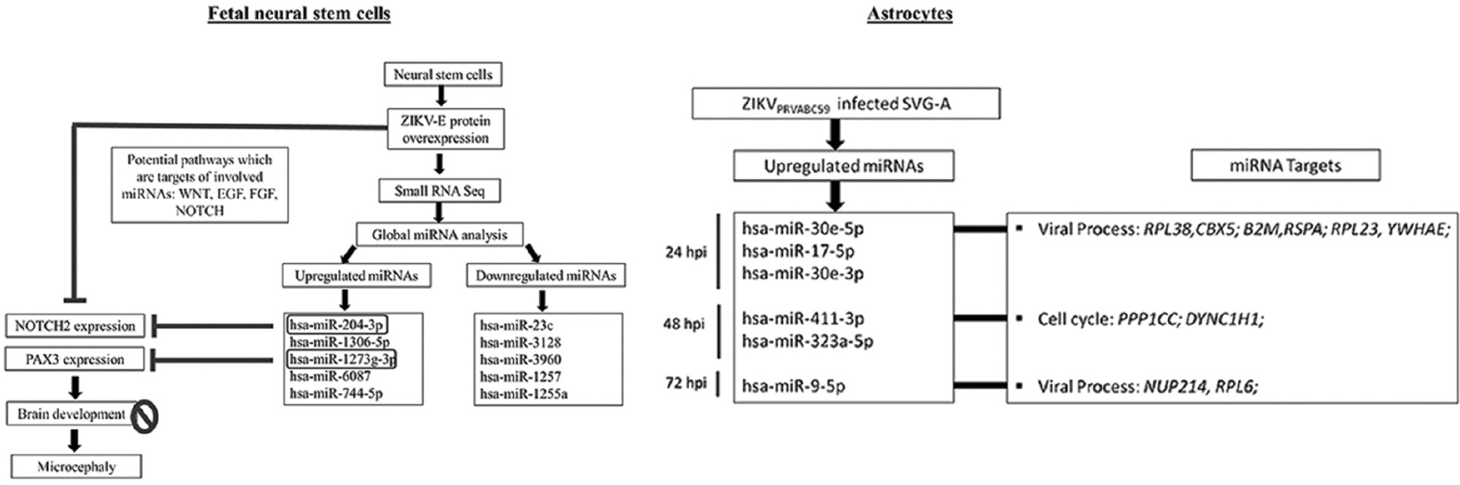 Role of microRNAs in the zika virus-induced alterations in neural stem cells and astrocytes. In human foetal neural stem cells, zika virus E protein disrupted miRNA circuitry, as investigated through small RNA sequencing. NOTCH2 and PAX3, two significant development-related transcripts, were downregulated by miR-204-3p and miR-1273-3p 62, respectively. Altered expression of NOTCH2 and PAX3 may cause hindered brain development leading to ZIKV-associated microcephaly. Similarly, SVG-astrocytes infected with ZIKV (strain PRVABC59) resulted in altered miRNA circuitry at 24 hpi, 48 hpi and 72 hpi. Upregulated miRNAs were found to target genes involved in viral process and cell cycle.