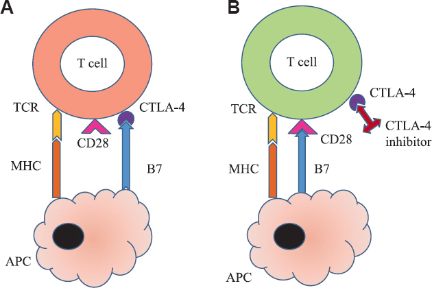 CTLA-4 inhibitors mechanism of action. (A) Inactivated T cell: Binding of B7 with CTLA-4 instead of CD28 keeps T cell inactivated by blocking co-stimulation. (B) Activated T cell: CTLA-4 inhibitors like ipilimumab bind with CTLA-4 on T cells thereby releasing B7 to bind with CD28 for co-stimulating and activating T cells. TCR, T cell receptor; MHC, major histocompatibility complex; APC, antigen presenting cell; CTLA-4, cytotoxic T-lymphocyte–associated antigen-4. Source: Refs 2,3.
