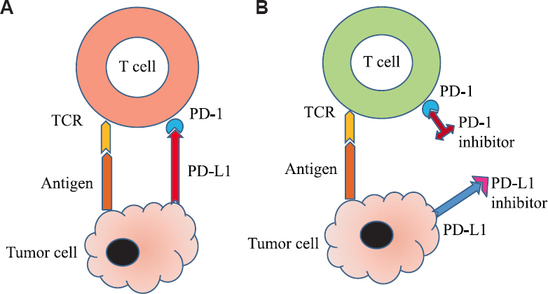 PD-1/PDL-1 inhibitors mechanism of action. (A) Inactivated T cell: Binding of PD-1 on T-cell with PD-L1 on tumour cell keeps T cell inactivated. (B) Activated T cell: Anti PD-1 or PD-L1 antibodies prevent binding of PD-1 with PD-L1 to keep T cell activated. PD-1, programmed cell death protein-1; PD-L1, PD ligand-1. Source: Refs 3,4.