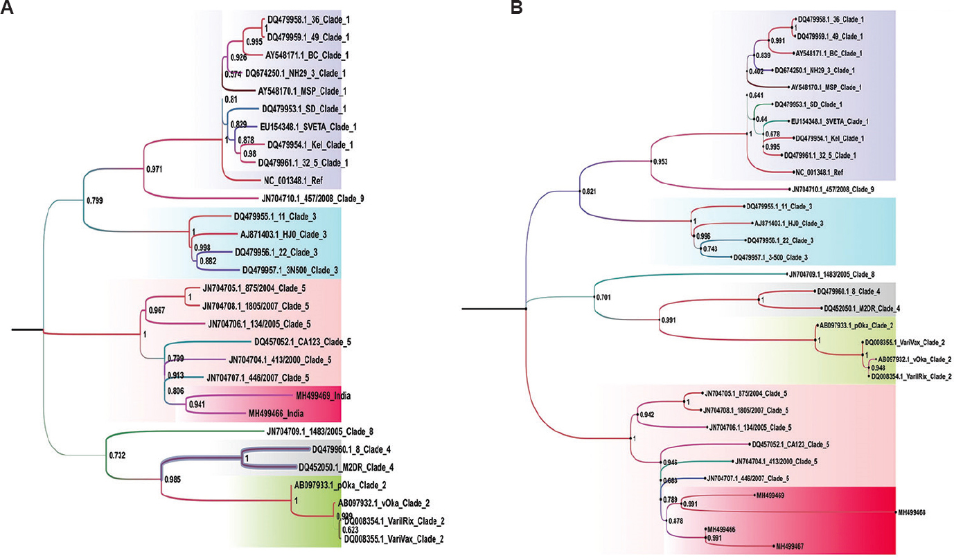 A maximum likelihood evolutionary tree for varicella zoster virus genomic coverage of more than 99 per cent (A) and more than 97 per cent (B) was drawn using the general time-reversible model, having a gamma parameter as 0.1000 with an invariable rate variation of 49.64 and 49.63, respectively. A bootstrap replication of the 1000 cycles was performed to assess the statistical robustness.