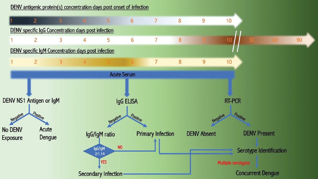 Diagrammatic representation of diagnostic protocol for identification of dengue infection at the number of days post-infection. Increase in the concentration of DENV antigen (Viral Protein) and IgM at days post-infection.