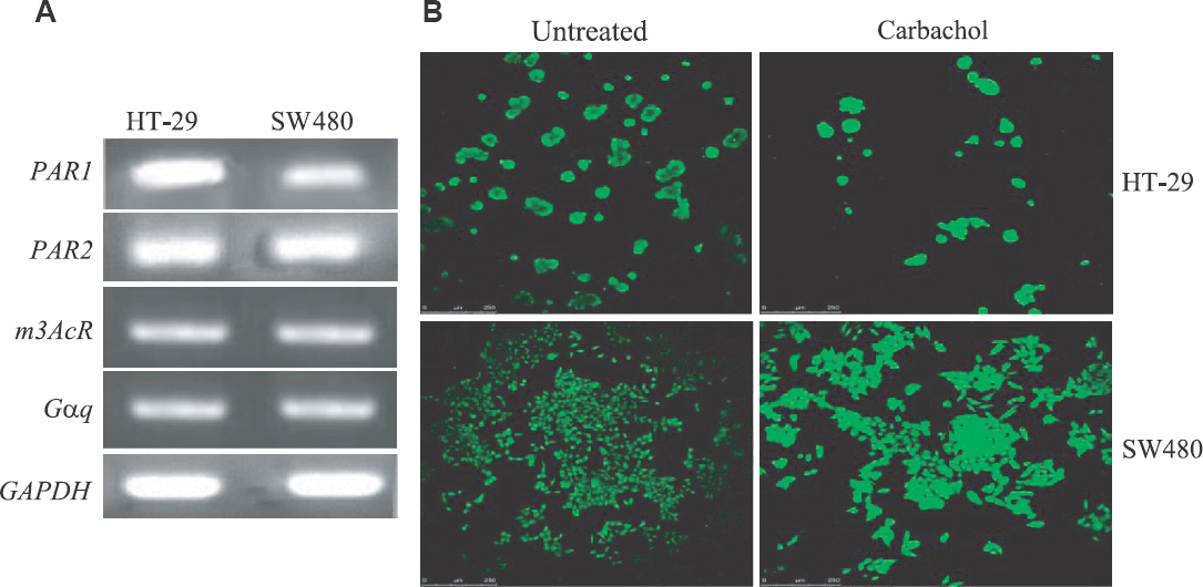Gq signalling is active in HT-29 and SW480 cells. (A) A reverse transcriptase PCR (RT-PCR) showing the expression of different genes in HT-29 and SW480 colon cancer cells. (B) HT-29 and SW480 cells visualized by a confocal microscope. PAR, protease activated receptor; m3AcR, m3-muscarinic receptor; Gαq, Gαq minigene; GAPDH, glyceraldehyde 3-phosphate dehydrogenase