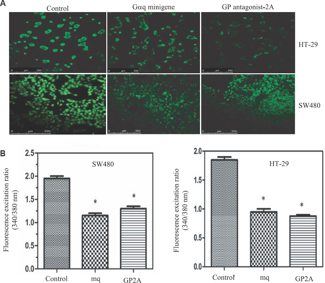 (A) Reduction of intracellular calcium by inhibitors of Gq signalling. Empty vector-transfected cells were used as control. (B) Fluorescence was quantified using spectrofluorometry analysis. Values plotted are an average of three independent experiments. (P *<0.05 vs. control). mq, Gαq minigene; GP2A, GP antagonist-2A.