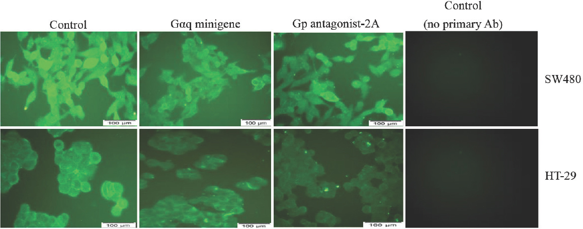 Inhibitors of Gq signalling decrease cellular β-catenin protein levels.