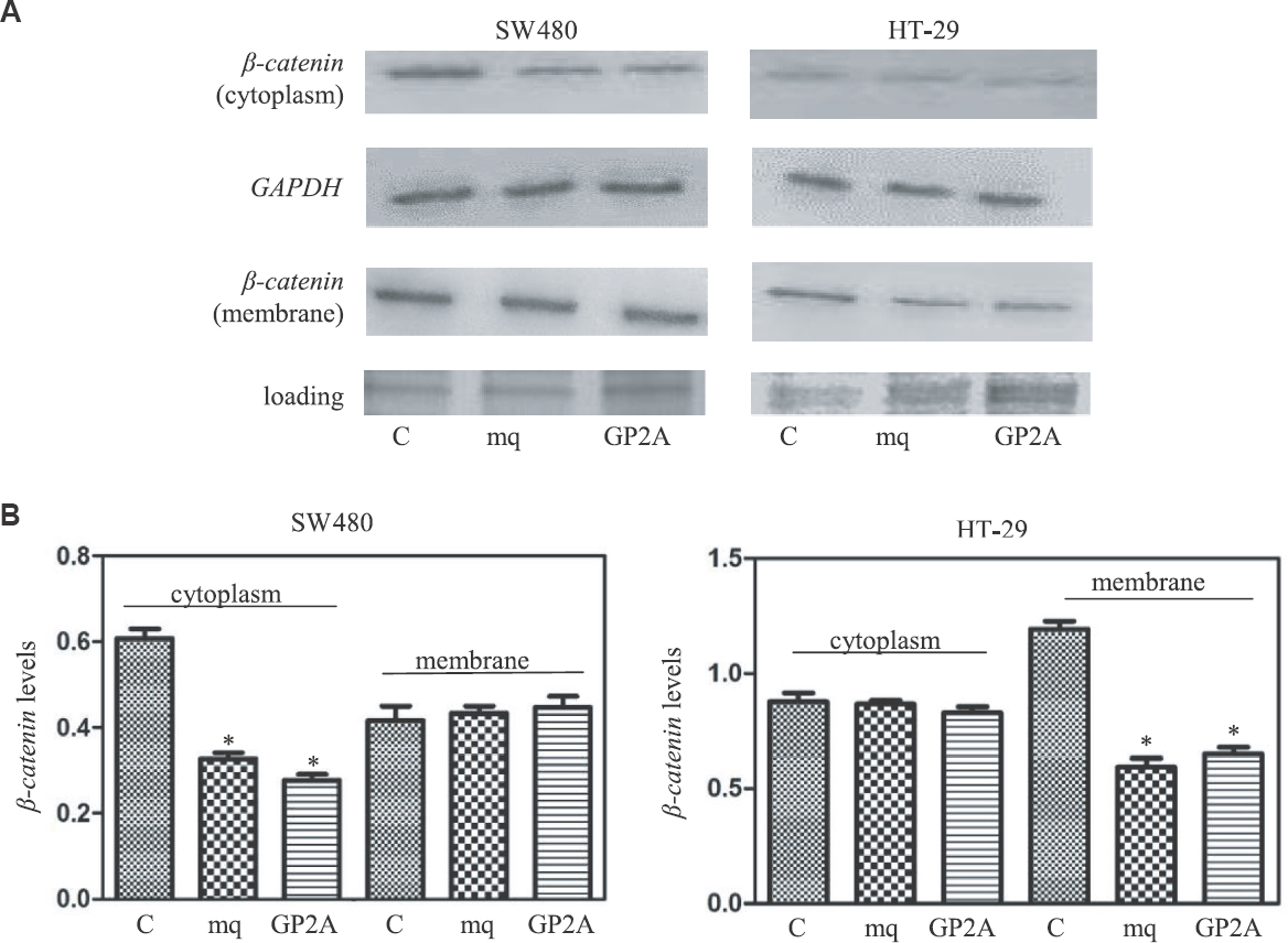 (A) Western blotting experiments to measure cellular β-catenin protein levels in the presence of inhibitors of Gq signalling. (B) Values plotted represent average of three quantitative western blot experiments (P *<0.05 vs. control).