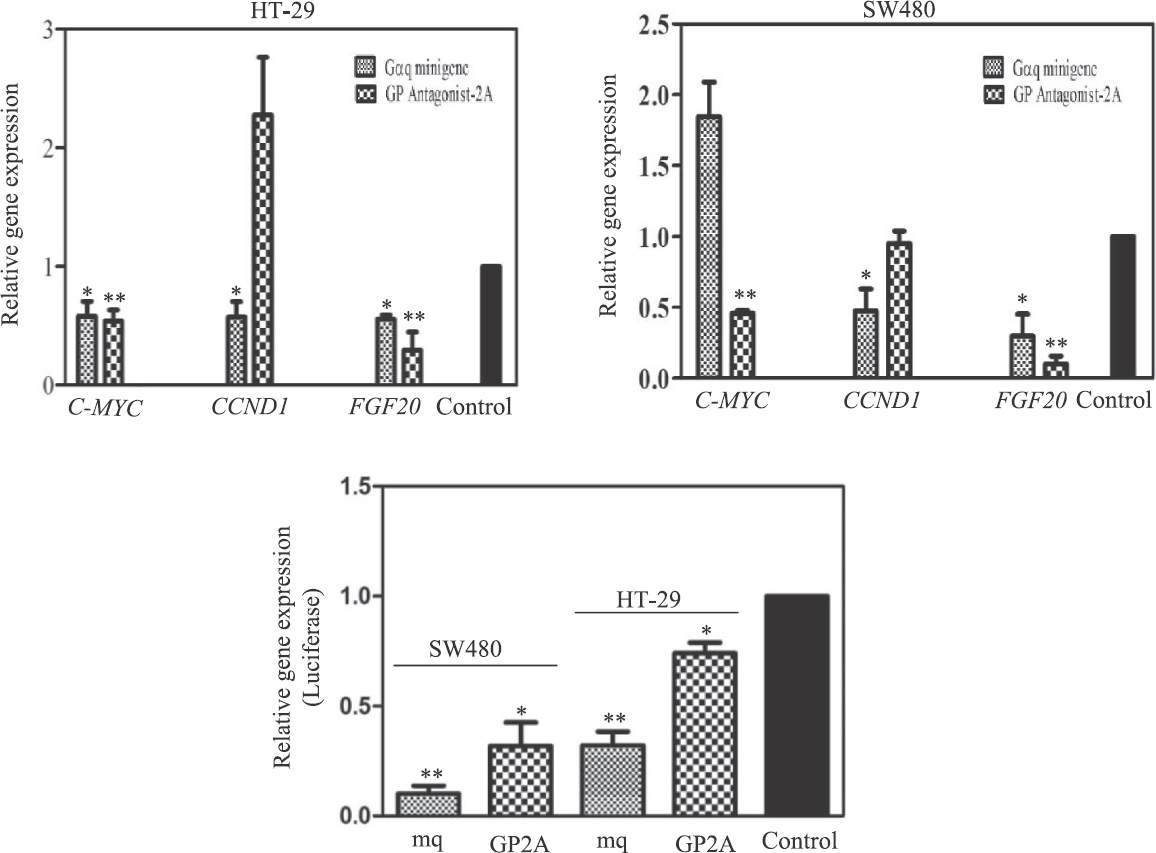 Expression of β-catenin-target genes in the presence of Gq inhibitors by real time PCR. The cells transfected with empty vector were used as control. The charts represent the average of 3 or 4 independent experiments (P *<0.05; **<0.01 vs. control).