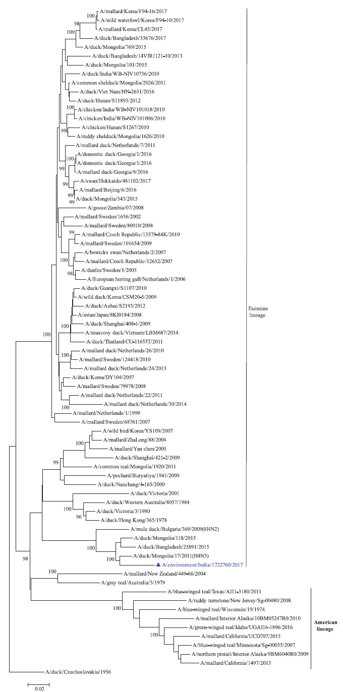 Phylogenetic trees for all the eight gene segments of H4N6-1722760 constructed using the neighbour-joining method with the Kimura 2-parameter distance model and 1000 bootstrap replicates in MEGA v5.05. A/migratory bird/India/1722760/2017 (H4N6) is shown in blue with a triangle. (A) HA gene phylogenetic tree rooted to the virus A/duck/Czechoslovakia/1956, the Eurasian and American lineages have been labelled.