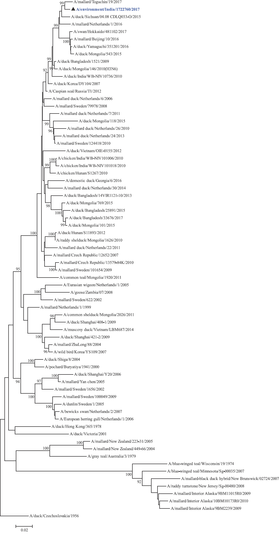 NA gene phylogenetic tree rooted to A/duck/Czechoslovakia/1956.