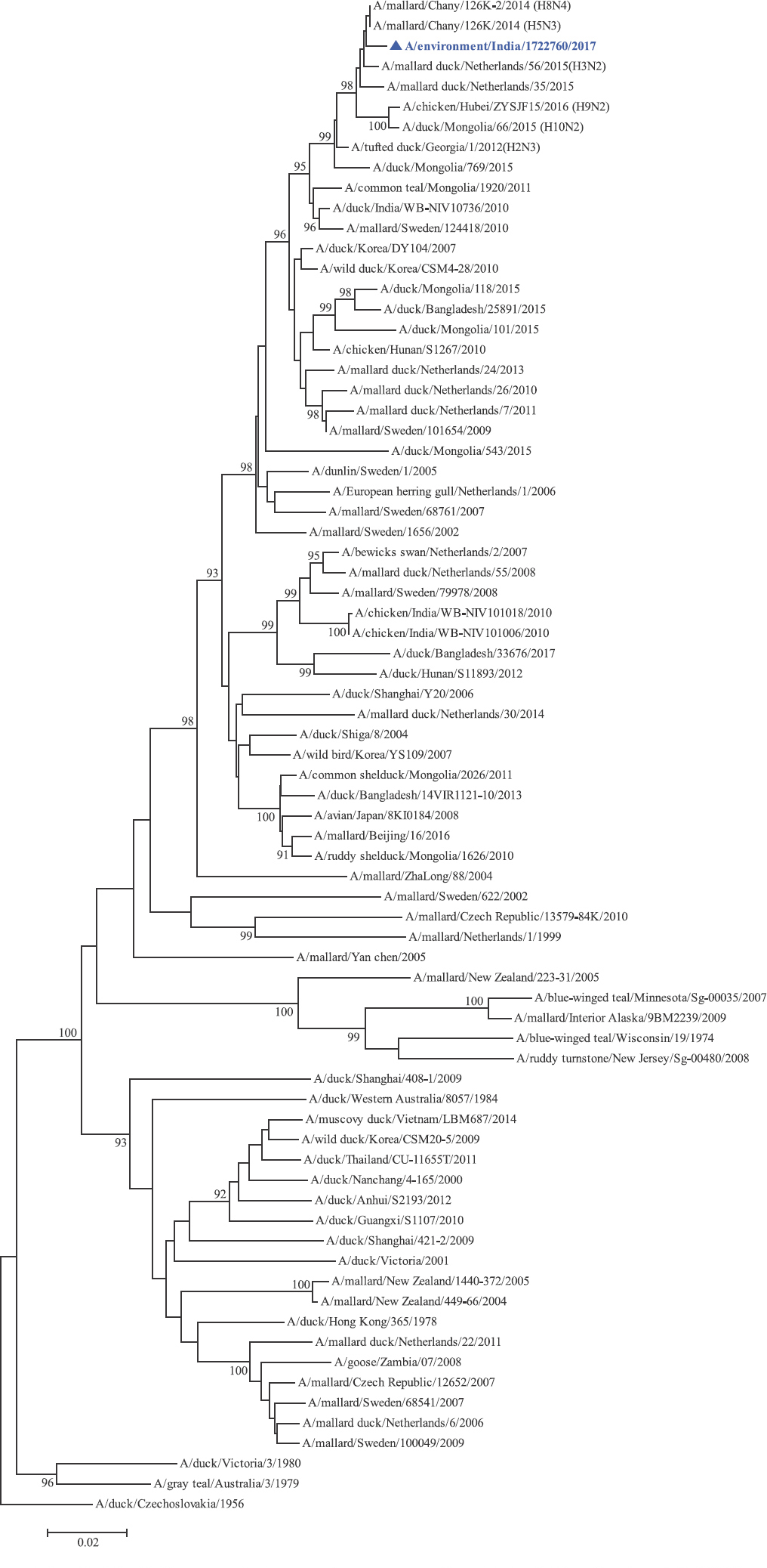 PB2 gene phylogenetic tree rooted to A/duck/Czechoslovakia/1956.