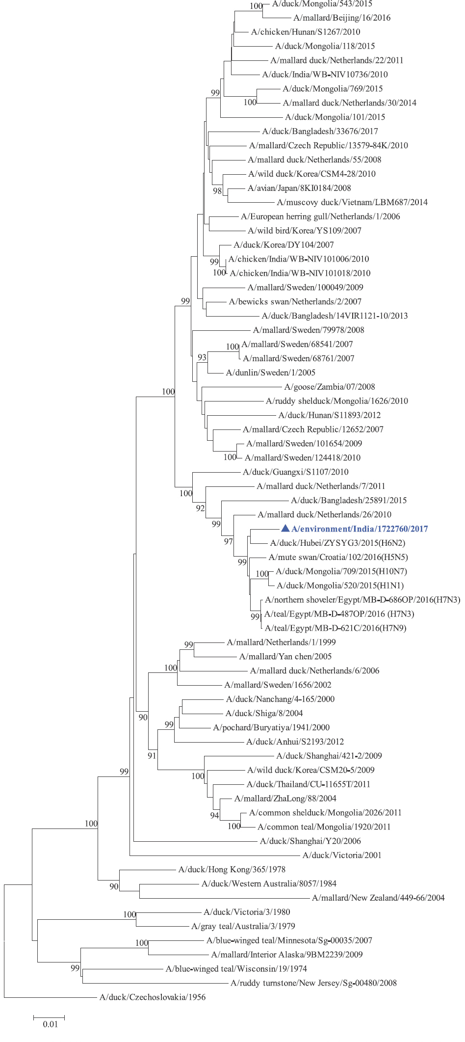 PB1 gene phylogenetic tree rooted to A/duck/Czechoslovakia/1956.