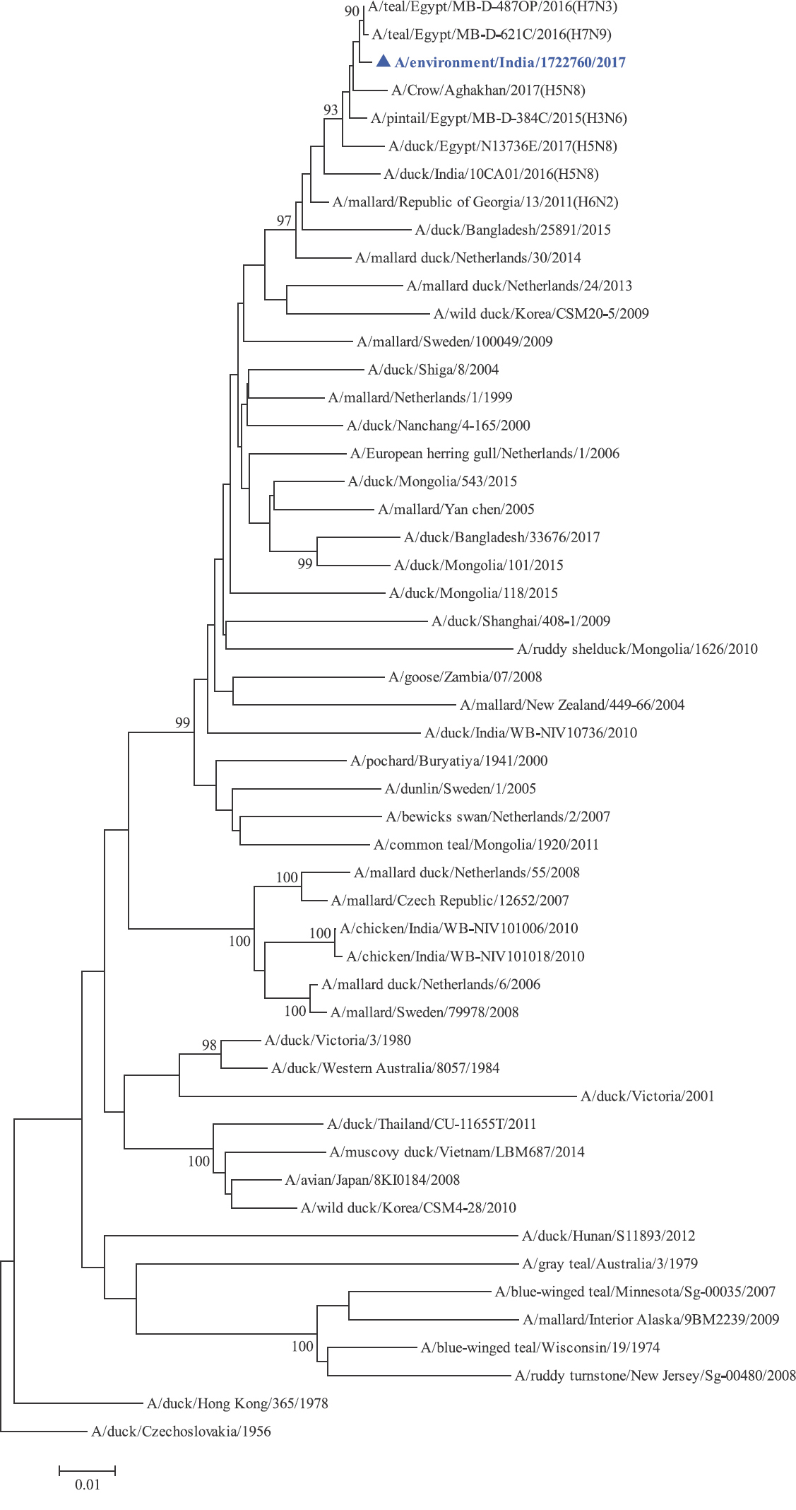 NP gene phylogenetic tree rooted to A/duck/Czechoslovakia/1956.