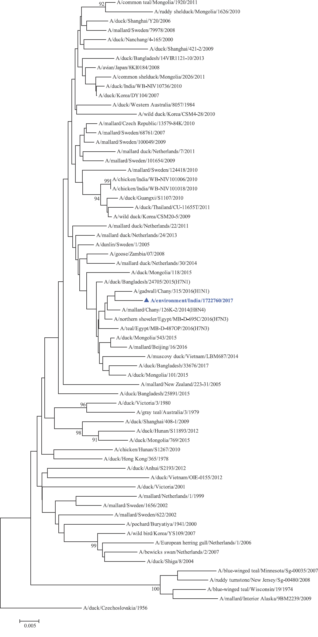 M gene phylogenetic tree rooted to A/duck/Czechoslovakia/1956.