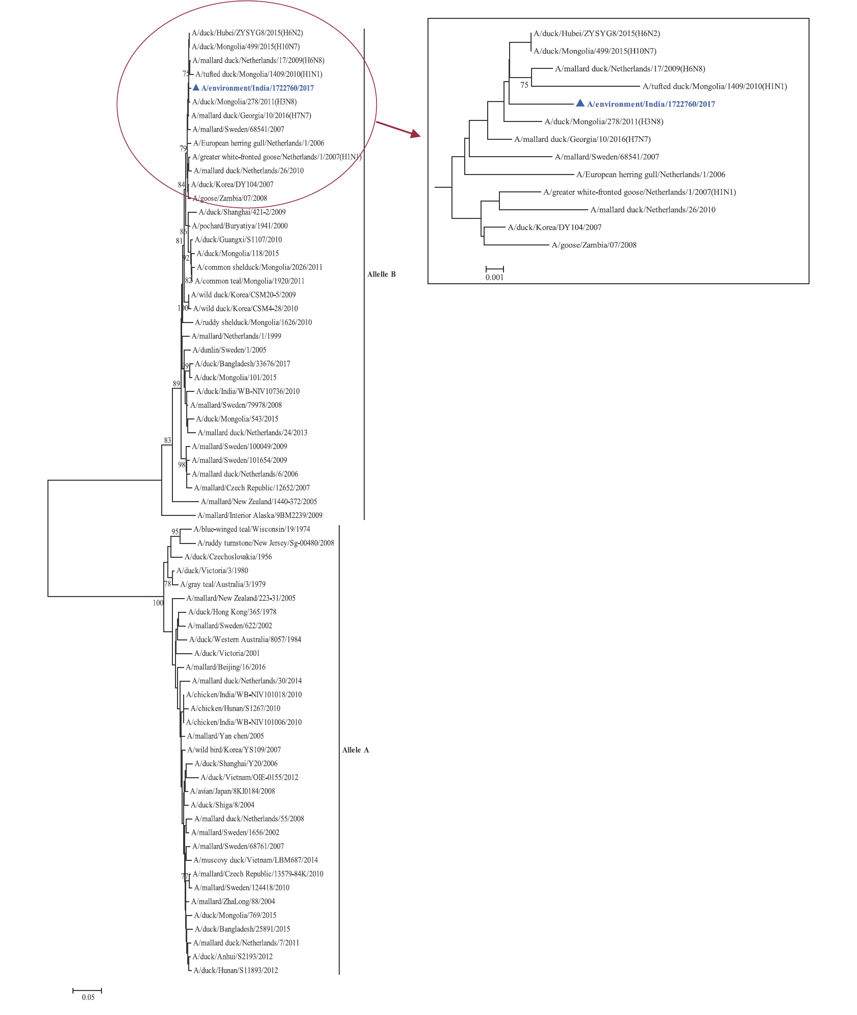 NS gene phylogenetic tree, the two alleles A and B have been labelled, the cluster containing A/migratory bird/India/1722760/2017 (H4N6) has been enlarged in the inset.
