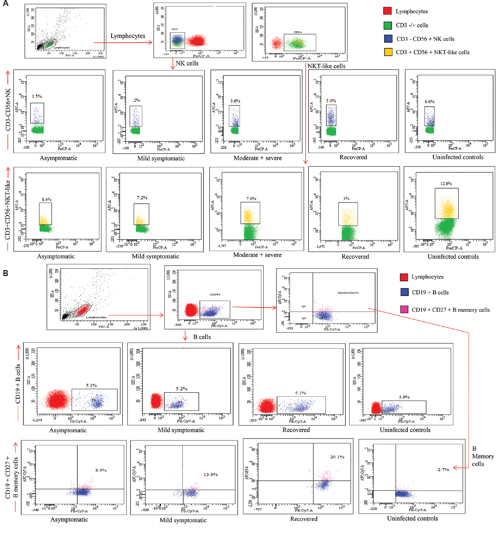 (A) Gating strategy for the enumeration of natural killer (NK) and natural killer T-like (NKT-like) cells in different study groups. Lymphocyte gate was recognized by forward scatter (FSC) & side scatter (SSC). Further, the CD3 negative cells from this population were screened for CD56+ expression to identify the NK cells and were identified as CD3-CD56+ and NKT-like (NKT-like) cells were CD3+CD56+. (B) Gating strategy for the enumeration of B and memory B cells in different study groups. B cells from lymphocytes were identified with the help of CD19 expression. For further differentiation, expression of CD27 was considered as memory B cells.