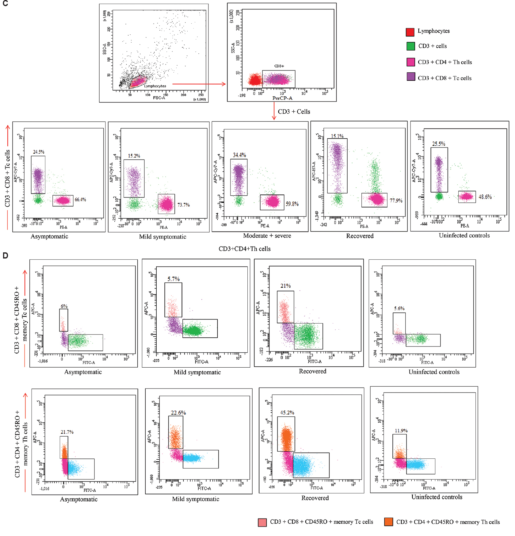 (C) Gating strategy for the enumeration of T helper and T cytotoxic cells in different study groups. Lymphocyte populations were identified based on forward and side scatter properties of PBMCs (peripheral blood mononuclear cells). The CD3 positive population was further discriminated to identify CD4 and CD8 T cells. T cell subsets differentiate into T helper cells (CD3+CD4+CD8-) and T cytotoxic cells (CD3+CD4-CD8+). (D) Gating strategy for the enumeration of memory Th and memory Tc cells in different study groups. T cell subsets differentiation into T helper (CD3+CD4+CD8-) and T cytotoxic (CD3+CD4-CD8+) cells from CD3+ cells. Further screening of memory Th cells (CD3+CD4+CD8-CD45RO+) and memory Tc cells (CD3+CD4-CD8+CD45RO+) were done.