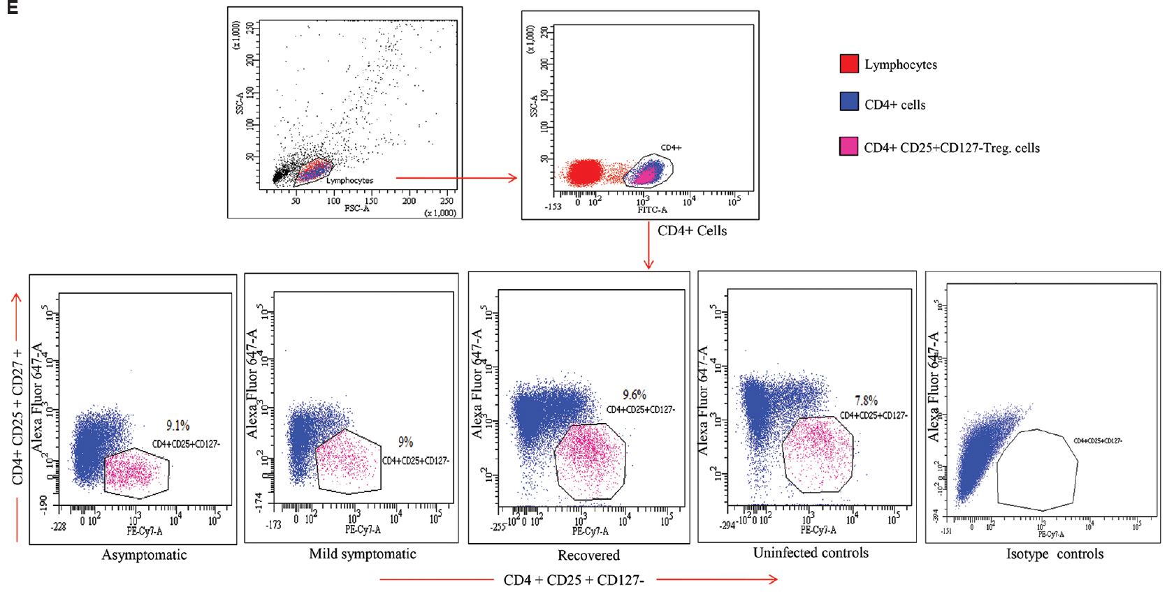 (E) Gating strategy for the enumeration of T regulatory (Treg) cells (CD4+CD25+ CD127-) in different study groups. Lymphocyte gate was recognized by FSC & SSC. Further, the CD4 positive cells from this population were screened for CD25+CD127- expression to identify (Treg) cells.