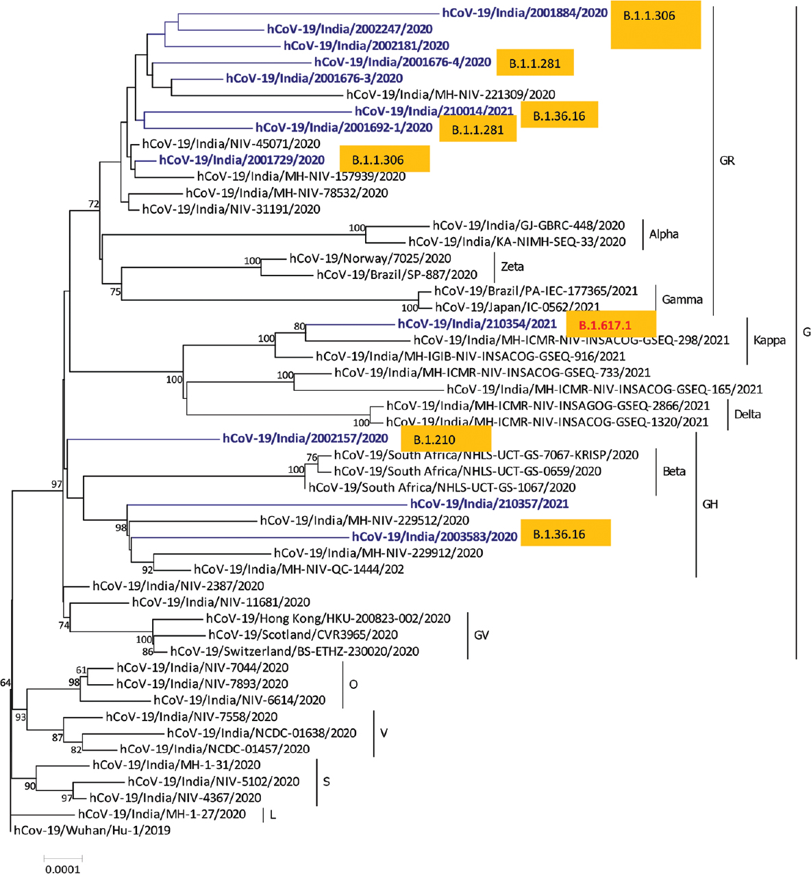 Phylogeny of SARS-CoV-2 genomes from stool samples of COVID-19–positive patients from Pune, Maharashtra (in blue text), according to lineages.