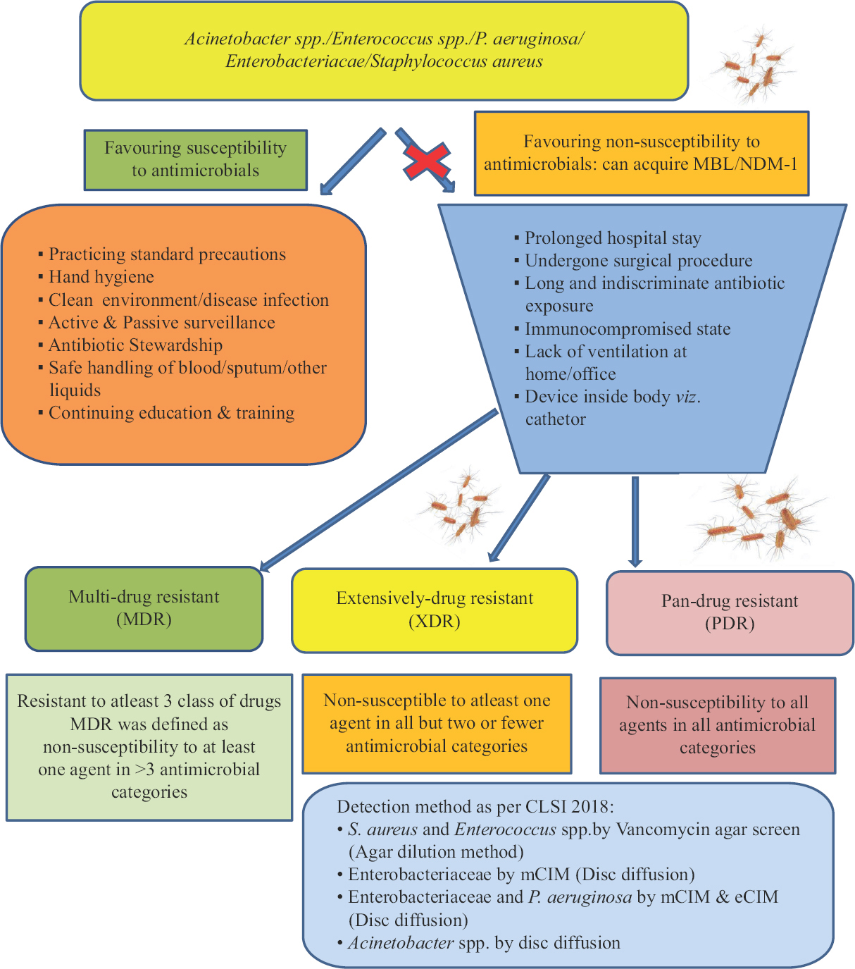 Flow chart showing screening of Gram-negative bacteria resistant to carbapenem drugs.