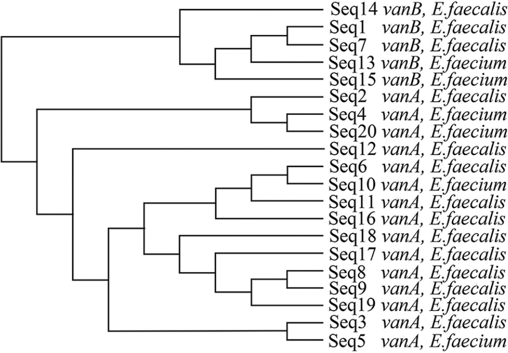 Phylogenetic tree prepared using clustal omega software.