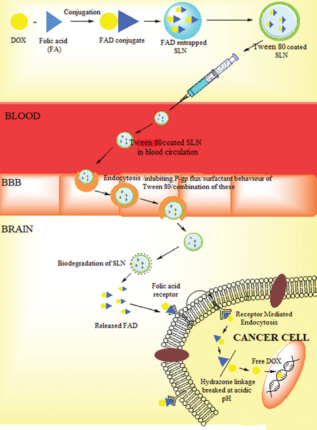 Representation of dual targeting of solid lipid nanoparticles.