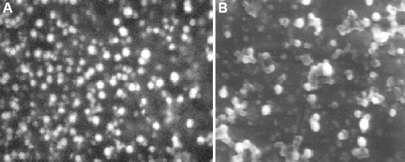 Scanning electron microscopy images of (A) SLN-D and (B) SLN-C. SLN-D, DOX-loaded SLNs.