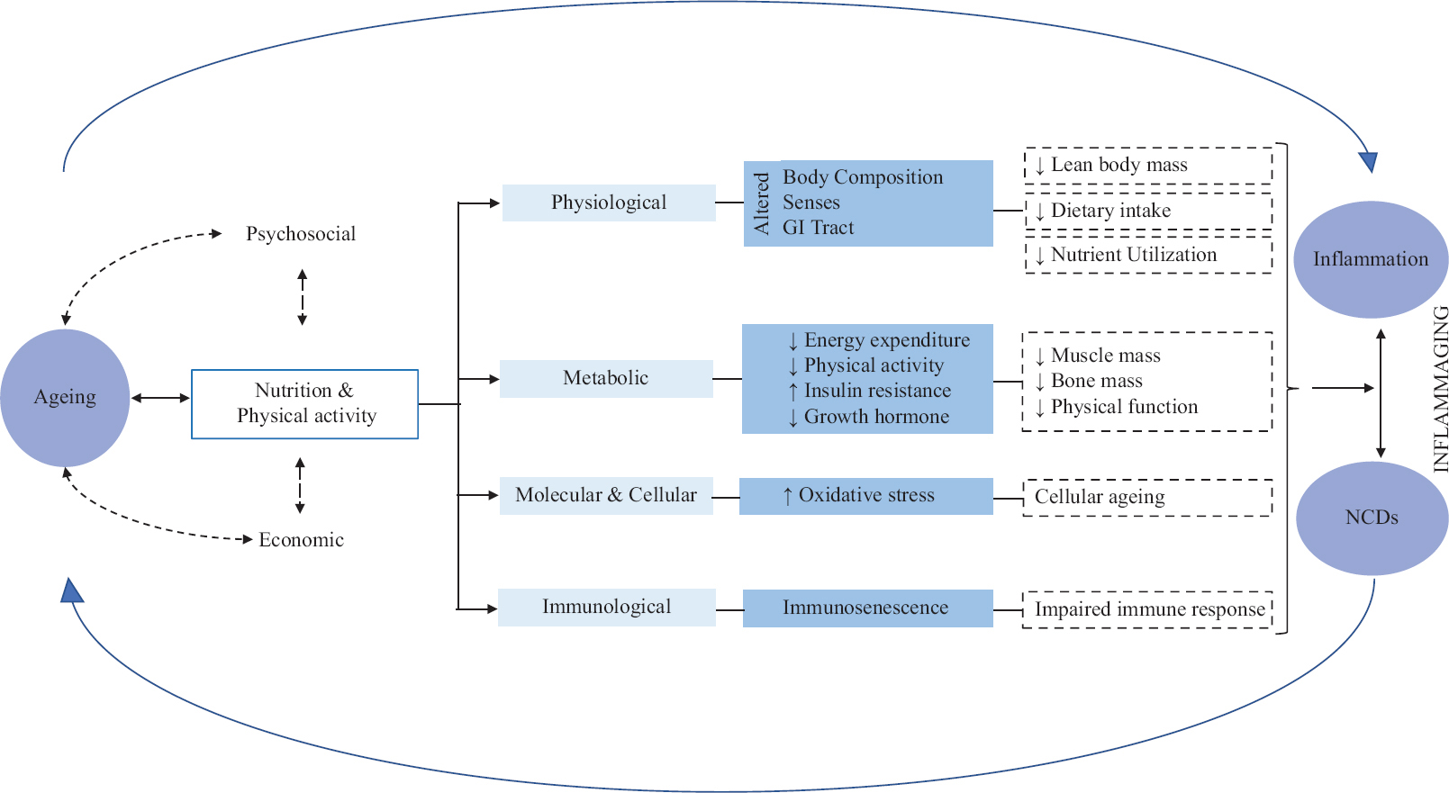 Influence of nutrition and physical activity on underlying processes of ageing that is linked to inflammation and non-communicable diseases NCDs, non-communicable diseases.