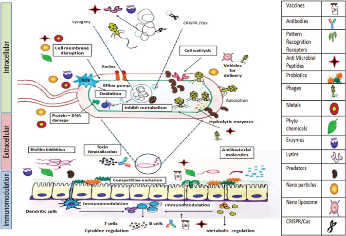 Major mechanisms of action of antibiotic alternatives wherein alternatives to antibiotics (shown as pictograms in the right panel) bring anti-microbial effect by intracellular action (bacterial cell damage), extracellular action (neutralization of microbe derived products/toxins), production of antibacterial molecules, enhancing mucosal barrier, competitive exclusion by adherence to the mucosa/epithelium, biofilm inhibition and immunomodulation (metabolic regulation and inducing protective cytokines). The antipathogenic action as discussed in this review is shown by the combination of pictograms with the mechanism of action as shown in boxes. CRISPR /Cas: Clustered Regularly Interspaced Short Palindromic Repeats/CRISPR-associated.