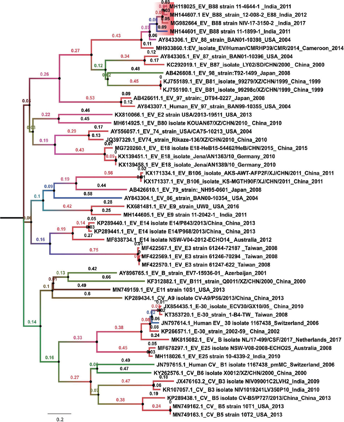 Phylogenetic tree of EV-B88 VP1 gene isolated from Indian States (Bihar and Uttar Pradesh). Maximum likelihood method along general time reversible model + Gamma+ I was used for calculating the evolutionary distance among the EV-B88 (B) sequences. The robustness of the tree was evaluated using a bootstrap method involving 1000 re-samplings. The number displayed on the branches denotes the bootstrap value.