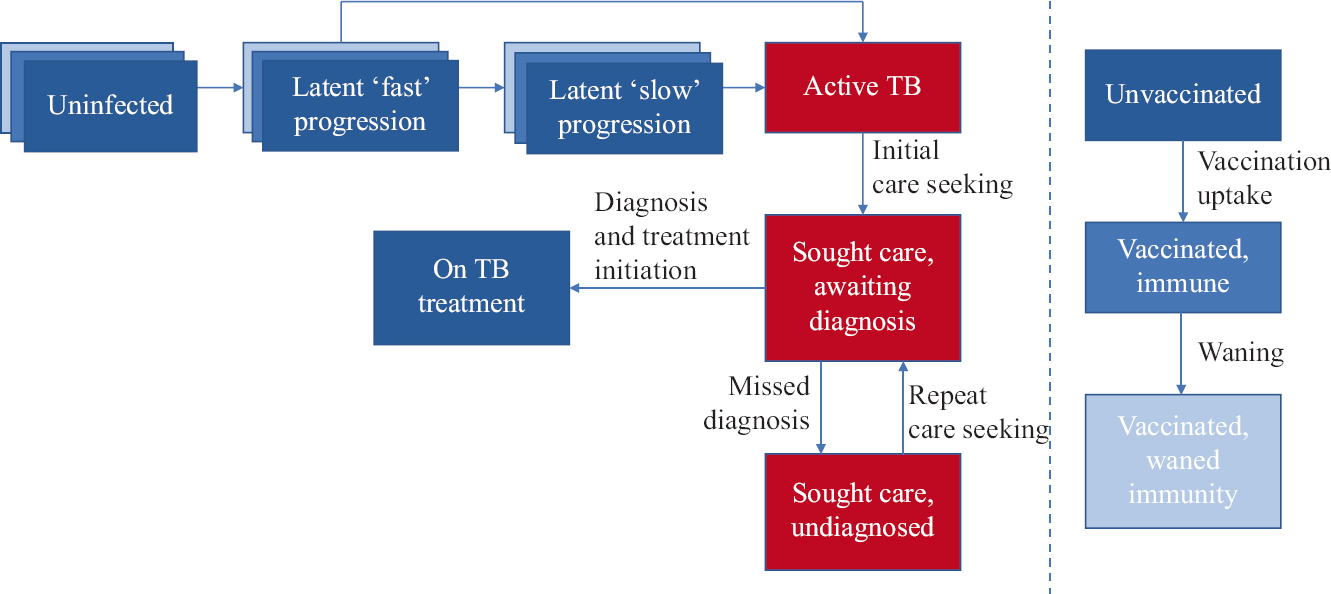 Schematic illustration of the model. Compartments in red show infectious states. In the left-hand panel, blue-shaded ‘layers’ for the first three compartments (uninfected and latent states) represent different levels of vaccination status: progression between these different levels is shown on the right-hand side. Note: For clarity of illustration, the following features were not shown in this representation: age structure (stratifying all compartments into those <15 yr of age and >15 yr), TB-related mortality, reinfection and relapse and spontaneous cure.