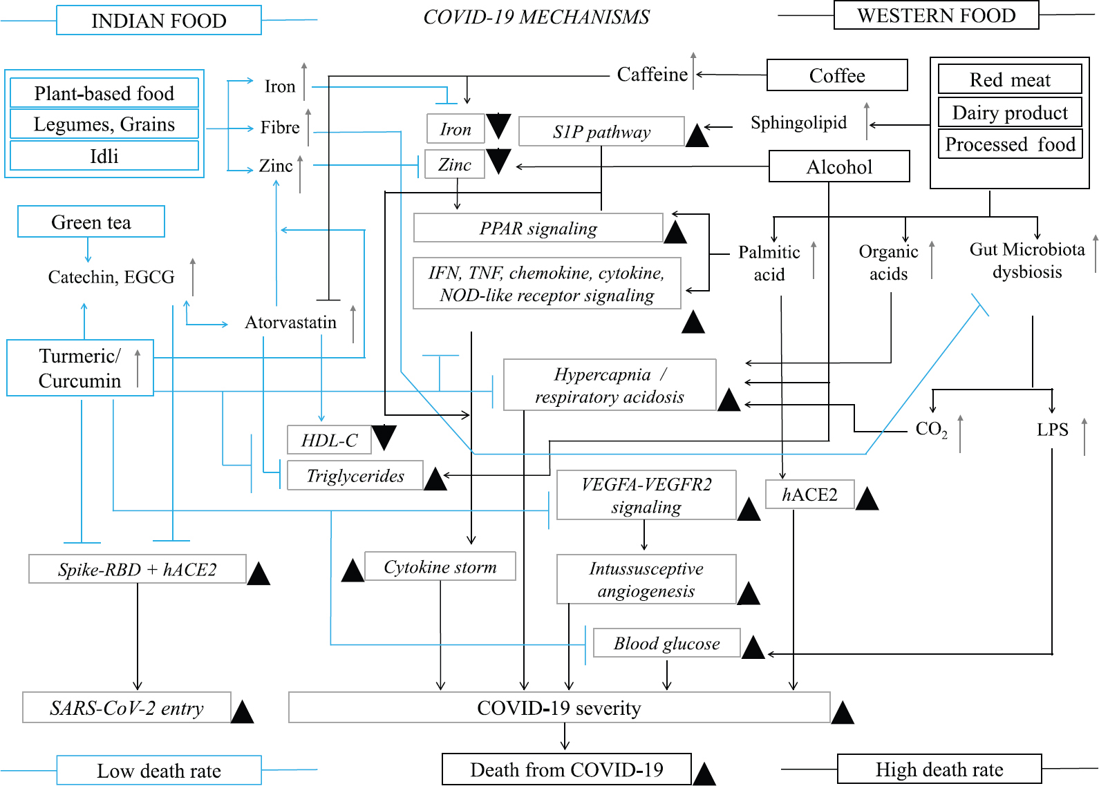 Key dietary and nutrient interactions with COVID-19 pathways at molecular level that determines COVID-19 severity and fatality rates in Indian and Western populations. The figure is developed based on our results, available literature18,22-75.↑ and ▲ indicate upregulation or increase, ← is activation, and Tdenotes inhibition.