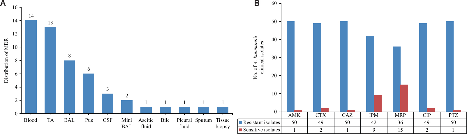 (A) Distribution of 51 MDR A. baumannii clinical samples; blood, TA, BAL, Pus, CSF, mini BAL, ascitic fluid, pleural fluid, bile, sputum and tissue biopsy. (B) The drug-resistance pattern of 51 MDR A. baumannii clinical isolates for different antibiotics; AMK, CTX, CAZ IPM, MRP, CIP, PTZ. MDR, multidrug resistant; TA, tracheal aspirates; CSF, cerebrospinal fluid; AMK, amikacin; CTX, cefotaxime; CAZ, ceftazidime; IPM, imipenem; MRP, meropenem; CIP, ciprofloxacin; PTZ, piperacillin +Tazobactam