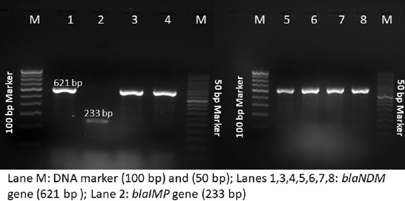 Gel image showing the presence of Class B carbapenemases in the CRPS isolates. CRPS, carbapenem-resistant Providencia stuartii.