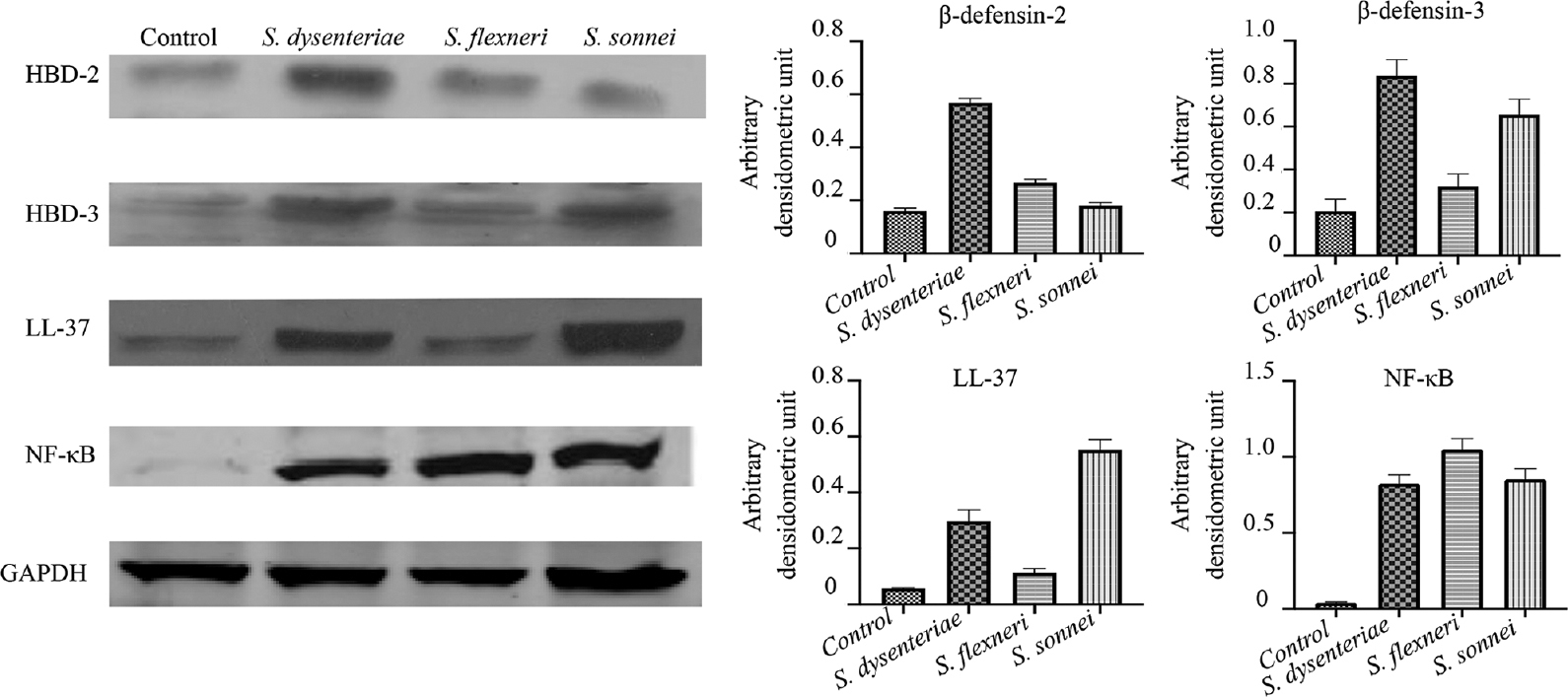 Western blot analysis of antimicrobial peptides β-defensin-2, β-defensin-3 and cathelicidin (LL-37) in biopsies after infection with different serotypes of Shigella. HBD, human β-defensin; NF-κB, nuclear factor kappa B; GAPDH, glyceraldehyde 3-phosphate dehydrogenase
