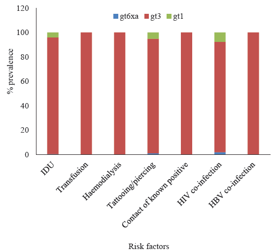 Distribution of hepatitis C virus (HCV) genotypes according to risk factors. HIV, human immunodeficiency virus; HBV, hepatitis B virus.