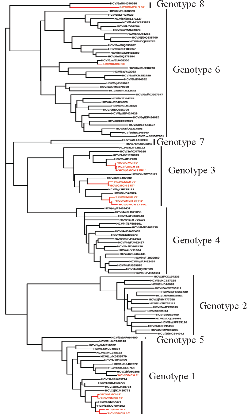 Phylogenetic tree depicting HCV genotypes.