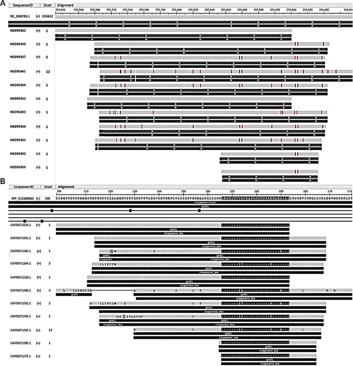 The figure shows the groEL sequence similarity between our strains to the reference sequence. (A) The nucleotide sequences (HG995432-HG995443) showing 95-100 per cent similarity with 32-79 per cent coverage with the Ikeda sequence (NC_010793/AP008981). The red vertical lines indicate the difference in sequence within the grey horizontal lines. The green and red horizontal line indicates the gene and corresponding protein, respectively. (B) The protein sequence of our strains shows high similarity (71-100%) with reference sequence WP_012460965. The amino acids are given within the grey lines. The conserved regions are shown in red. The black horizontal lines show functional gene and protein. The figure is generated using the Multiple Sequence Alignment Viewer.