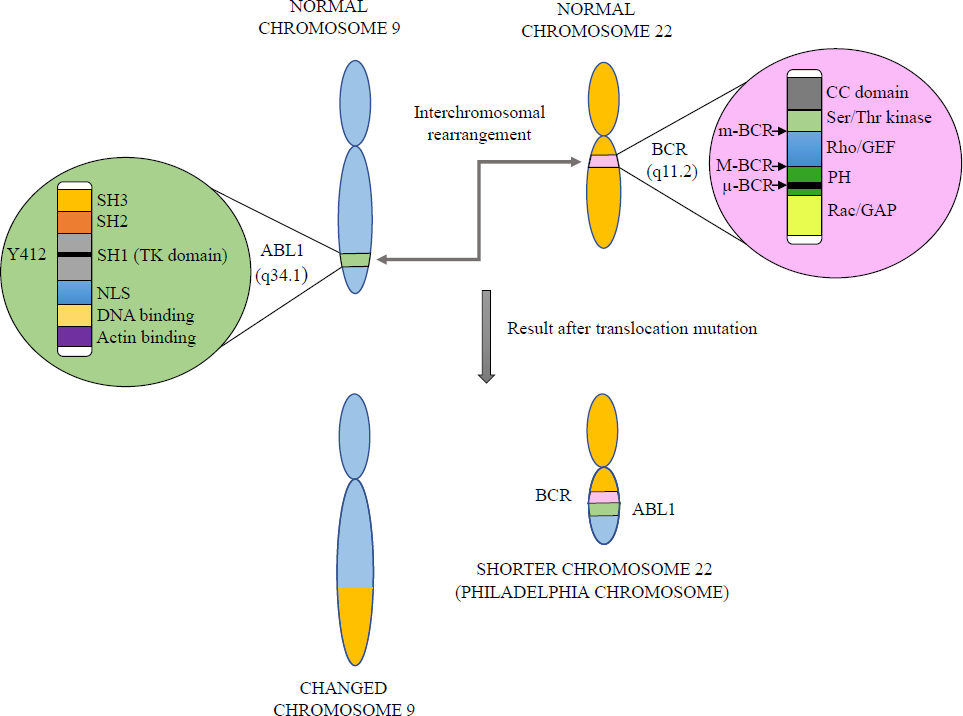 Chromosomal translocation process in CML. Source: Ref 3.