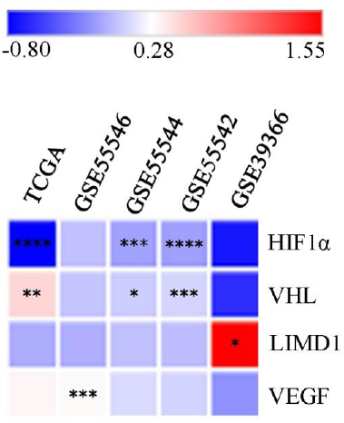 Global mRNA expression profile of the HIF1α pathway associated genes in HPV+ve/–ve HNSCC samples. The heatmap showing log fold change of expression of the HIF1α pathway associated genes in HPV+ve samples in comparison to HPV–ve HNSCC samples (P*<0.05, **<0.01, ***<0.001, ****<0.0001). HIF1α, hypoxia-inducible factor-1α; HPV, human papilloma virus; HNSCC, head and neck squamous cell carcinoma; VEGF, vascular endothelial growth factor; VHL, von Hippel–Lindau; LIMD1, LIM domain containing 1.