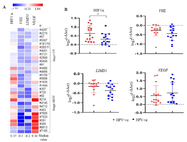 mRNA expression pattern of HIF1α pathway genes in HNSCC primary tissue samples in comparison to adjacent normal tissue in correlation with HPV infection. (A) The heatmap representing the fold change expression of the genes in each tumour tissue sample in comparison to their paired adjacent normal according to the stage. The median fold change of each gene is also shown. (B) The dot plot representing the comparative analysis of mRNA expression of the HIF1α pathway genes (HIF1α, VHL, LIMD1, VEGF) in HPV+ve/–ve HNSCC samples (P* <0.05).