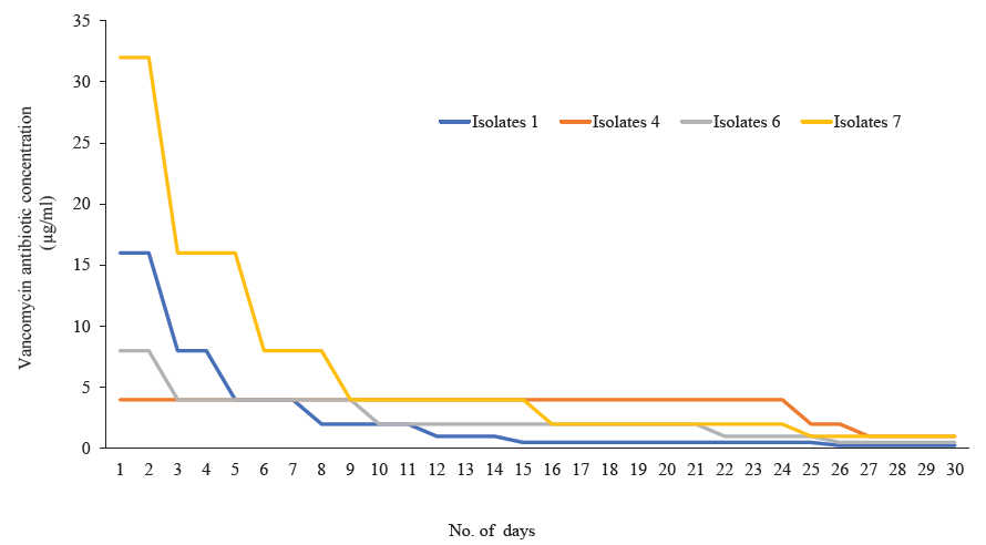 Revertant analysis of four S. aureus isolates that showed MIC creep against vancomycin have reverted back to their respective original MIC on withdrawn of vancomycin pressure.