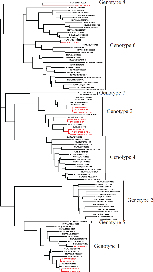 Phylogenetic tree depicting HCV genotypes.