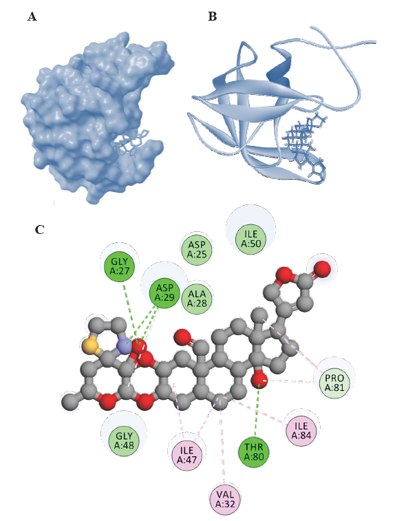 Representations of HIV-1 PR-Voruscharin complexes from molecular docking visualized using Biovia Discovery Studio visualizer ( https://discover.3ds.com/discovery-studio-visualizer-download). (A) Surface representation of binding confirmation of HIV-1 PR with Voruscharin, (B) 3D diagram of binding conformation of HIV-1 PR with Voruscharin and (C) 2D diagram of binding conformation of HIV-1 PR with voruscharin along with the Hbonds formed in the complex and hydrophobic interactions between HIV-1 PR and voruscharin in the docked complex. Asp, aspartic acid; Gly, glycine; Thr, threonine; Ala, alanine; Asp, aspartic acid, Gly, glycine; ile, Isoleucine; Phe, phenylalanine; Val, valine; Arg, arginine; Ile; isoleucine, Met, methionine; Pro, proline.