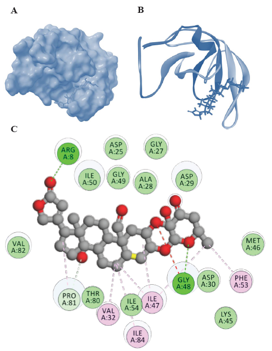 Representations of HIV-1 PR-Uscharidin complexes from molecular docking visualized using Biovia Discovery Studio visualizer ( https://discover.3ds.com/discovery-studio-visualizer-download). (A) Surface representation of binding confirmation, (B) 3D diagram of binding and (C) 2D diagram of binding conformation of HIV-1 PR with Uscharidin along with the H bonds formed in the complex and hydrophobic interactions between HIV-1 PR and Uscharidin in the docked complex. Lys, lysine.